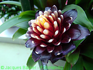 Bloem