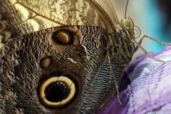 Beweeg de muis over de afbeelding voor een reset van de unsharp mask bewerking.