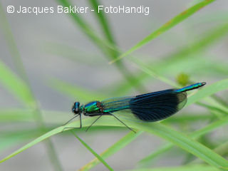 Libelle